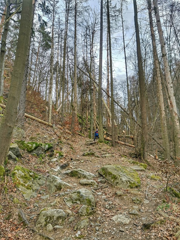 Vítr posledních dní udělal s lesem své