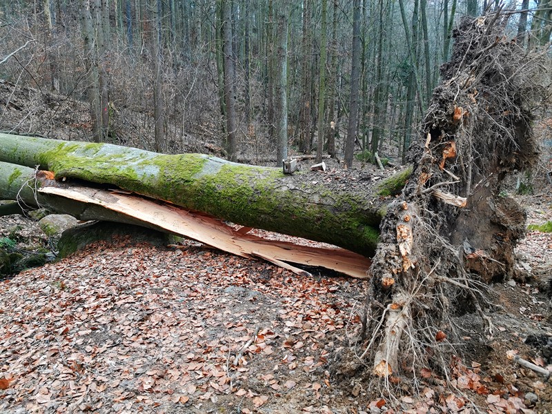 Vítr posledních dní udělal s lesem své